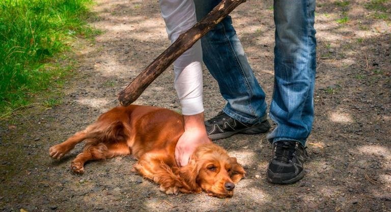 El Gobierno informa Cómo denunciar el maltrato de perros y gatos
