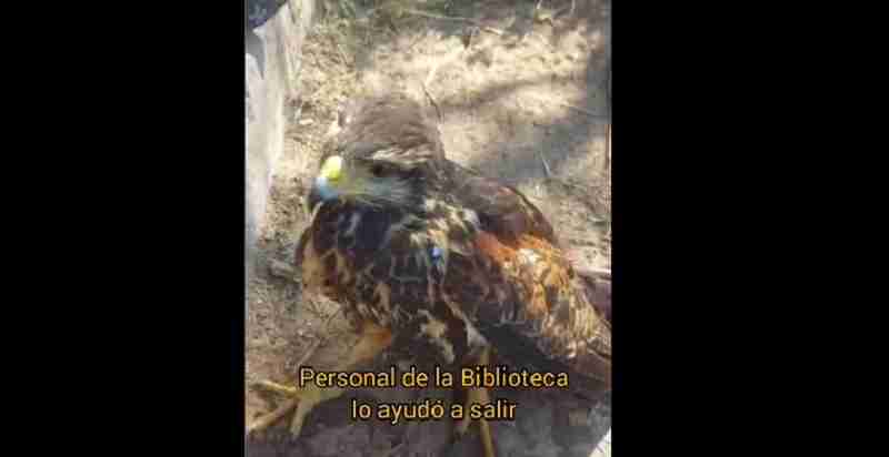 Un gavilán mixto se instaló en el Parque de la Estación y lograron que retome su vuelo