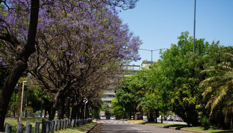 El jacarandá empezó a florecer en Saavedra y el GCBA plantará gran cantidad de ejemplares en la Comuna 12