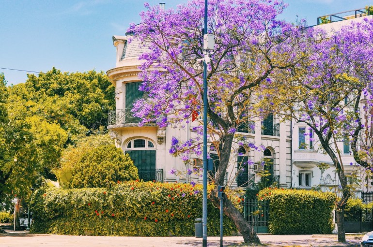 Comenzaron a florecer los jacarandás en las calles y los parques porteños
