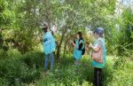 Reserva Ecológica Lago Lugano: Voluntarios recogieron frutos