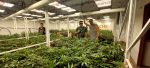 Peache, espacio de cultivo cannábico en Saavedra: “Este es un club del barrio”