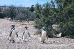 Fallo histórico por daños irreversibles a la fauna y flora autóctonas en la Reserva Protegida de Punta Tombo