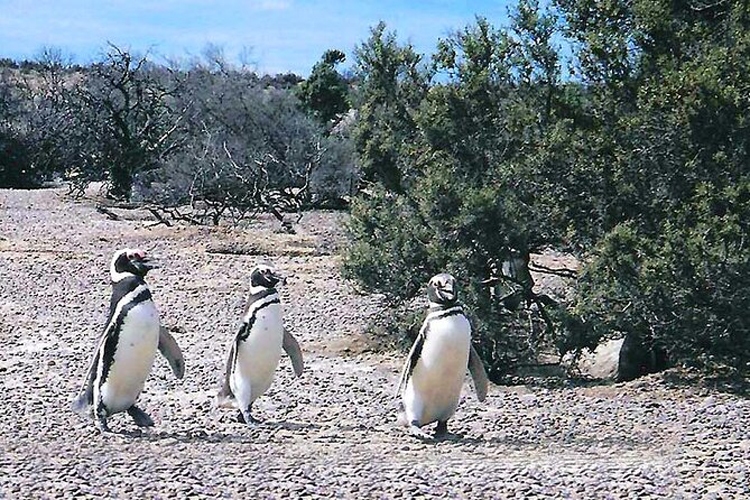 Fallo histórico por daños irreversibles a la fauna y flora autóctonas en la Reserva Protegida de Punta Tombo