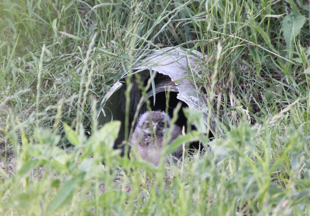 Nacieron tres luchuzas vizcacheras en el Parque Sarmiento