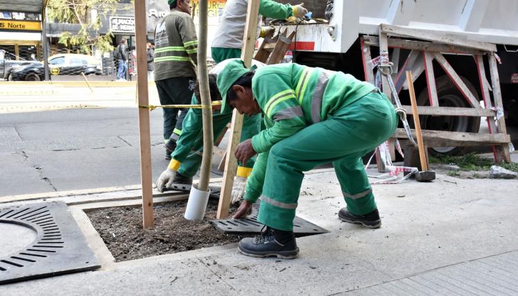 Arbolado: más de 18.000 nuevos ejemplares plantados en la Ciudad