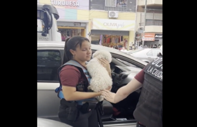 En Flores rescataron un perro encerrado en un auto