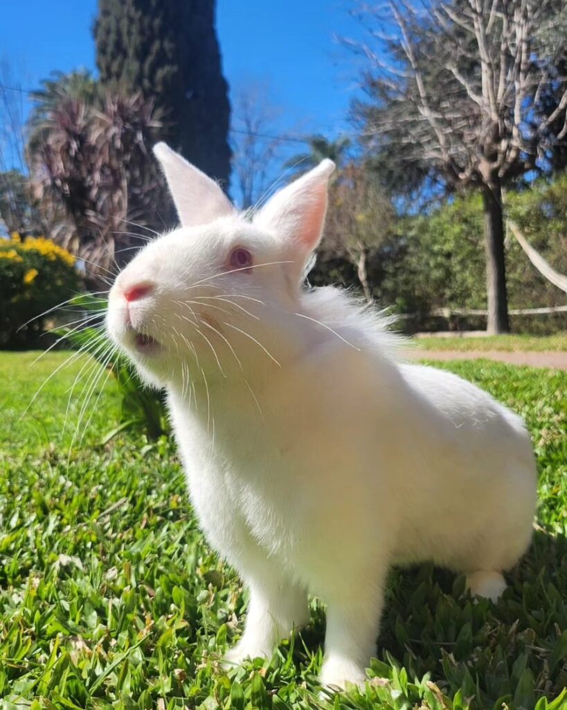 Festival en Palermo a beneficio del tránsito y adopción de conejos