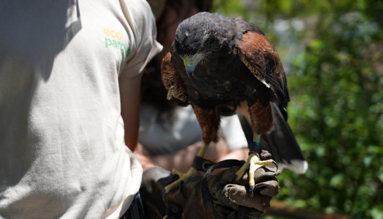 Gran variedad de actividades de verano en el Ecoparque
