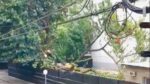 Balvanera: confirmaron el fallo que protege tres árboles en Uriburu y Viamonte, en tierras de la UBA