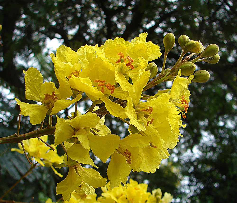 Amarillo charrúa