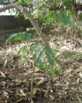 El arboretum del Parque Sarmiento suma nuevos ejemplares nativos