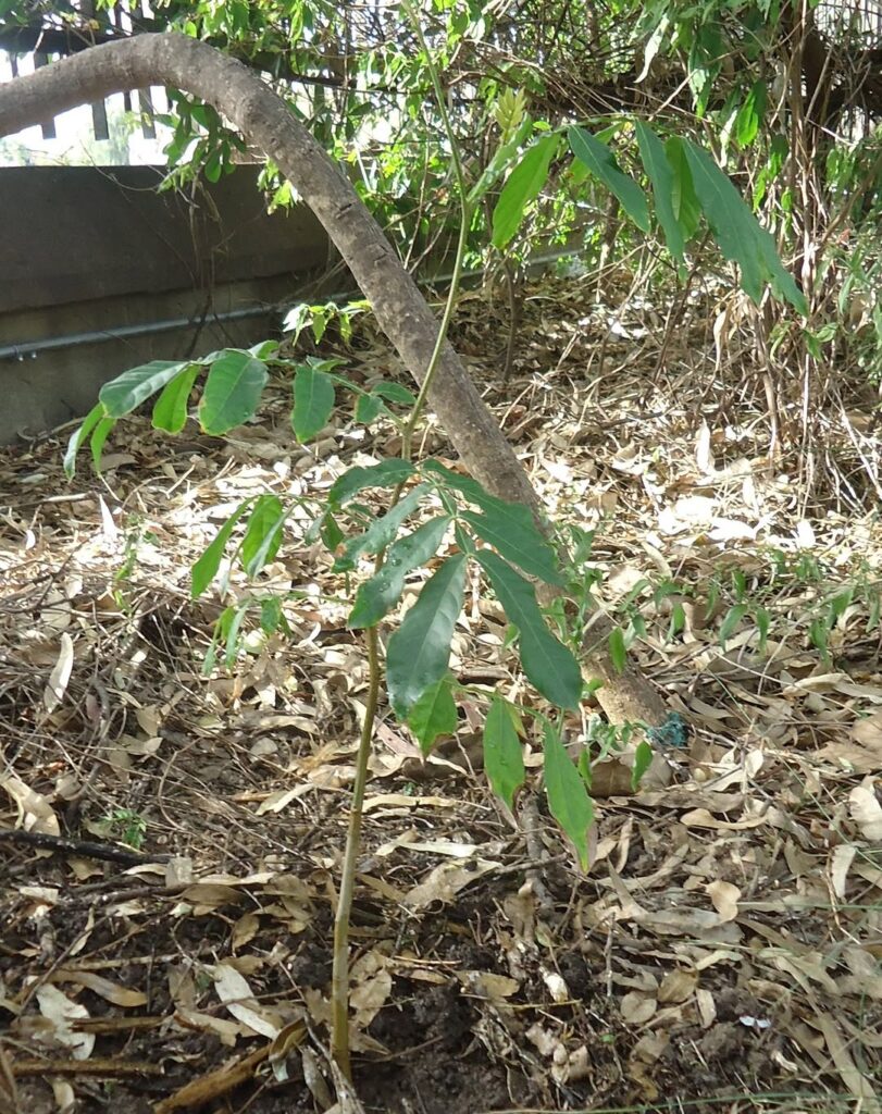 El arboretum del Parque Sarmiento suma nuevos ejemplares nativos