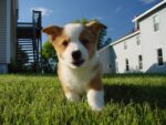 Ola de calor: recomendaciones para evitar golpes de calor en perros y gatos