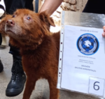 Rescatan perros y gatos maltratados en Villa Lugano