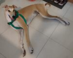 Sigue la búsqueda de Wi Fi, un galgo visto por última vez en Parque Saavedra