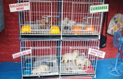 Rescatan más de 200 animales de la Feria de Pompeya