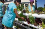 Huerta hidropónica en el Centro de Información y Formación Ambiental