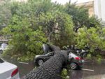 Almagro: en medio del temporal, se cayó un árbol en Díaz Vélez y Gascón y aplastó un auto, cuatro hospitalizados