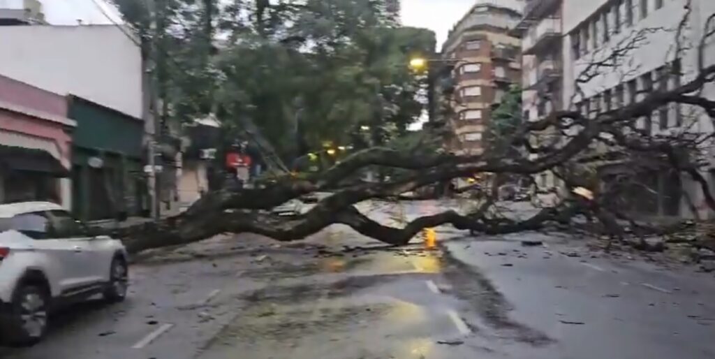 Durante la tormenta cayeron árboles en Colegiales y Caballito y también limitaron el servicio en los trenes Roca, Mitre y Sarmiento
