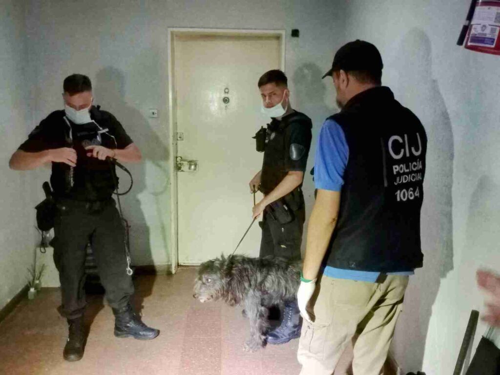 Rescataron 51 gatos y 2 perros hacinados en un departamento: vecinos denunciaban olores y ratas