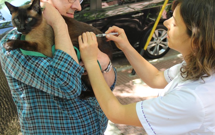 Gratis y con cupos limitados, aplican la vacuna antirrábica a perros y gatos en Parque Saavedra