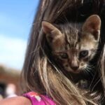 Amparo por centros de atención veterinaria en la ciudad