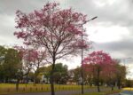 Convocan a una caminata vecinal en el Parque Goyeneche