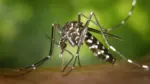 La Ciudad aplicó más de 60.000 dosis de la vacuna contra el dengue