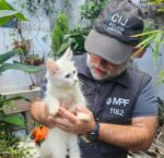 Constitución: clausuraron un criadero ilegal y rescataron a 50 animales, vendían gatos por hasta $900.000