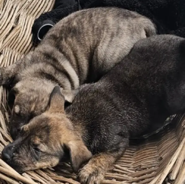 Rescatan cachorros en venta en la Feria de los Pájaros