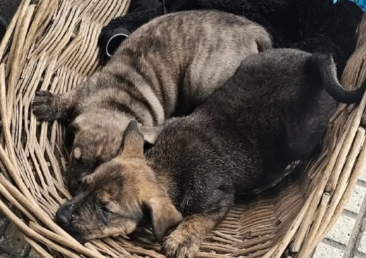 Rescatan cachorros en venta en la Feria de los Pájaros
