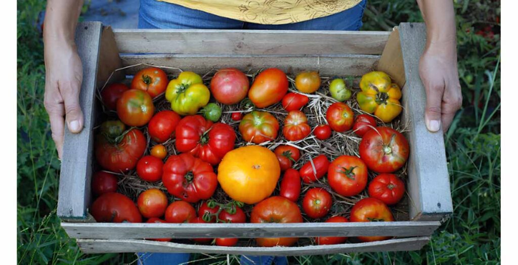 Degustación de tomates criollos en FAUBA: recuperando sabores con inteligencia colectiva