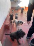 Clausuran un criadero ilegal en Liniers y rescatan veinte perros valuados en más de 20 millones de pesos