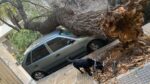 Se cayó un árbol y aplastó un auto en Superí y Tamborini
