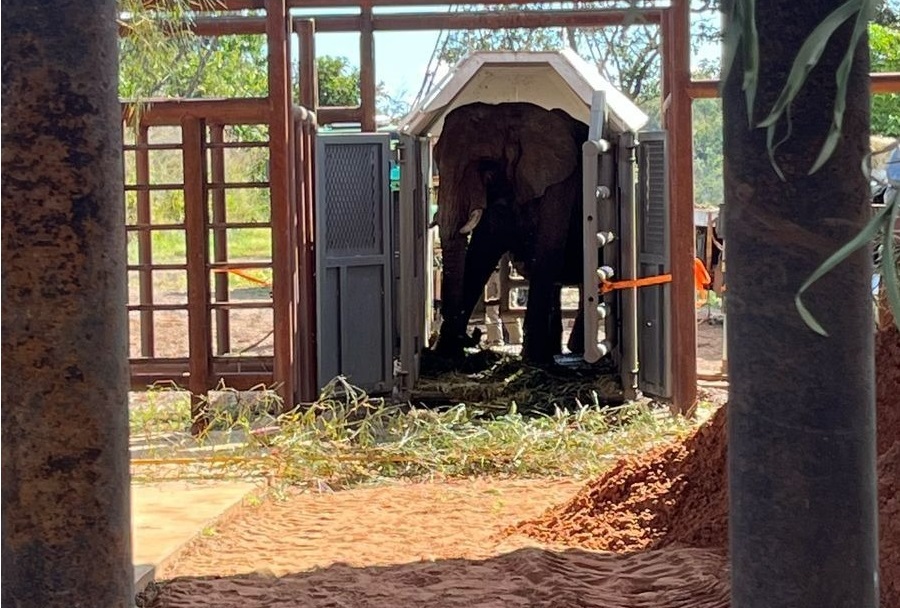 La elefanta Pupy llegó al Santuario de Elefantes de Brasil