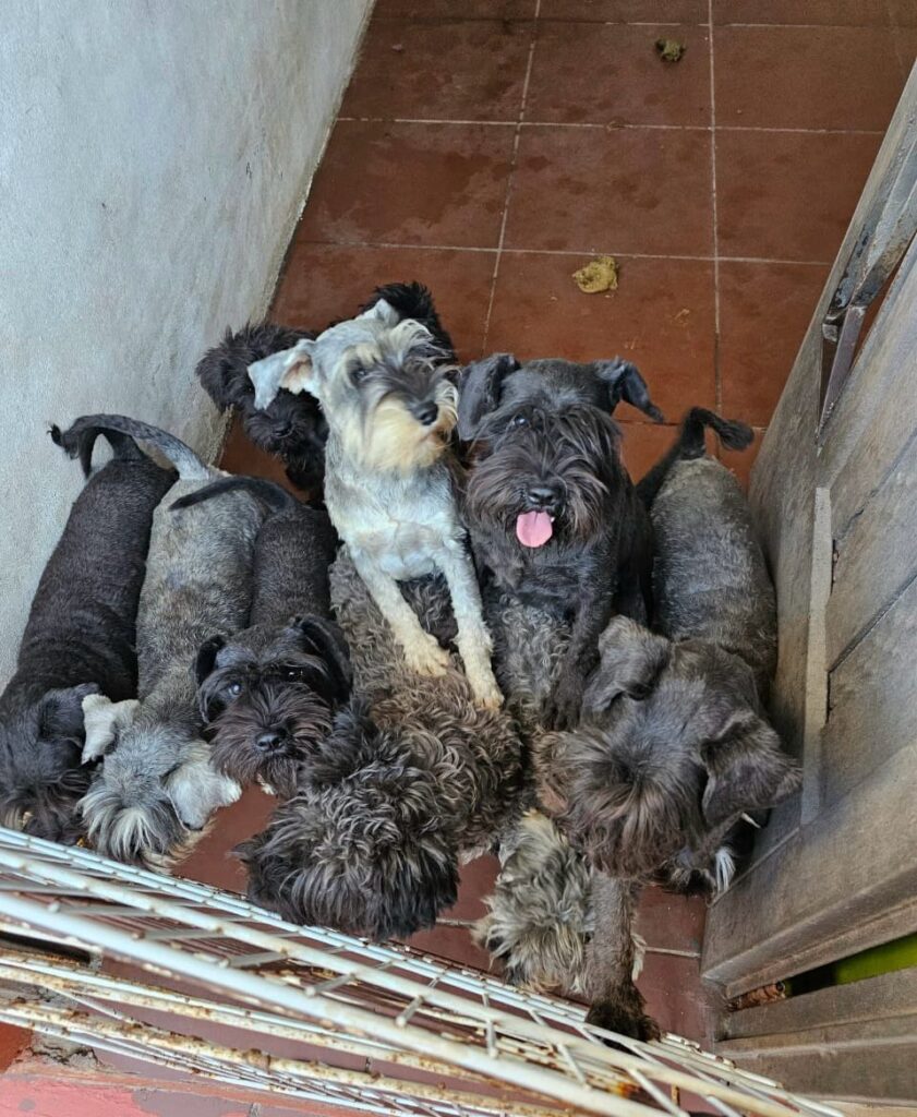Clausuraron un criadero ilegal en Villa Luro y rescataron a 20 perros, que vendían por redes y pedían $1.000.000