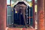 La última elefanta de su especie en el Ecoparque llegó al Santuario del Mato Grosso, Brasil