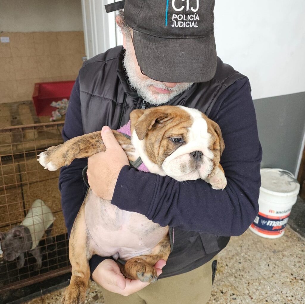 Volvieron a clausurar un criadero ilegal en Villa Urquiza y rescataron a 13 perros y un loro