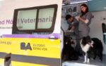 Jornada de adopción de perros y gatos en Plaza Monseñor Miguel de Andrea del Abasto