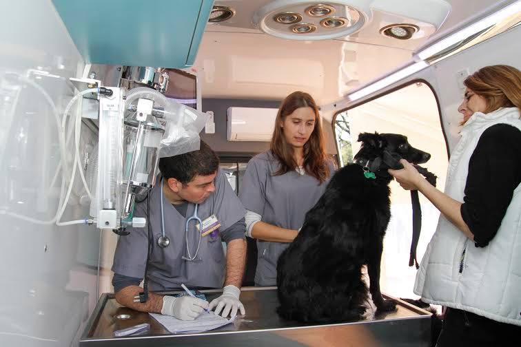 Castración y vacunación antirrábica gratuita para perros y gatos