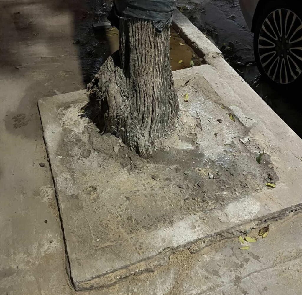 Taparon con cemento el cantero de un árbol frente a una obra en construcción en el barrio de Saavedra