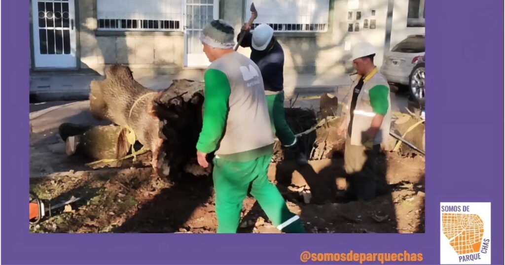 Acción por poda y una posible tala discrecional en la Plaza Jamaica