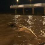 Aparece una ballena muerta en la Costanera Norte 