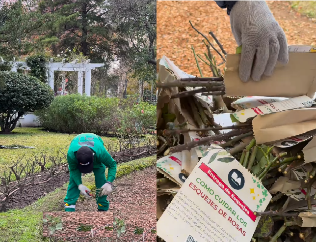 Entrega de esquejes de rosales en el parque Chacabuco