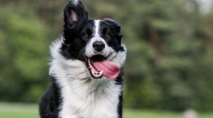 Feria y jornada de adopción de mascotas en Parque Saavedra