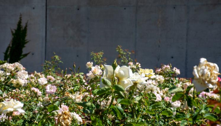 Puerto Madero: entrega de esquejes en el Rosedal Micaela Bastidas