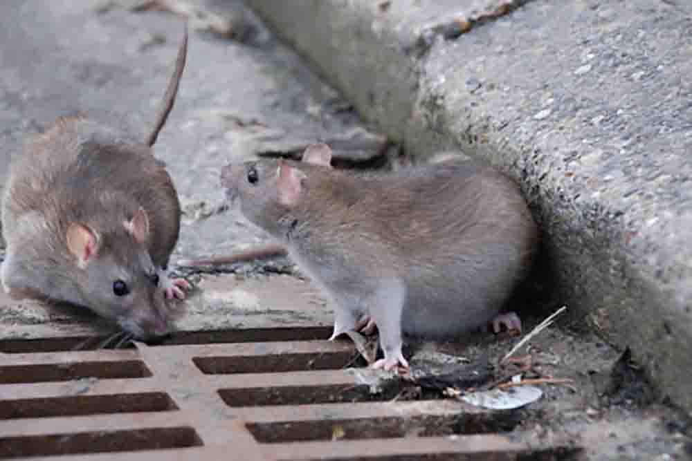 Solicitan información oficial ante la cantidad de ratas que hay en la Ciudad 