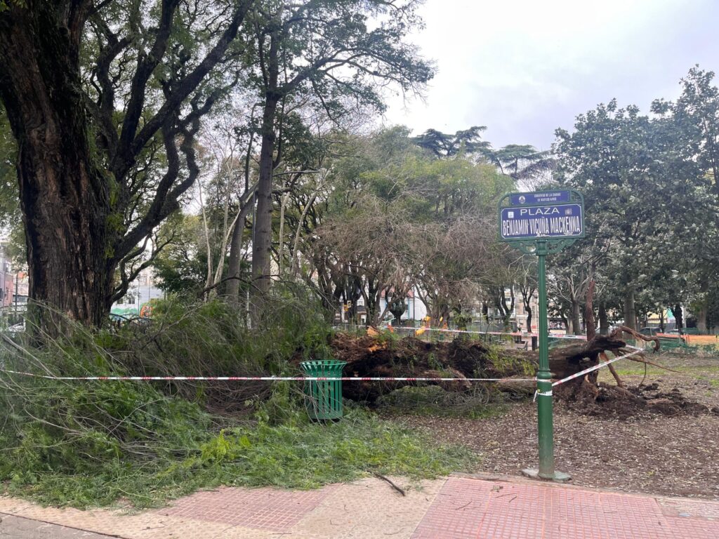 Se cayó un árbol antiguo y de gran porte en la Plaza Vicuña Mackenna de Saavedra