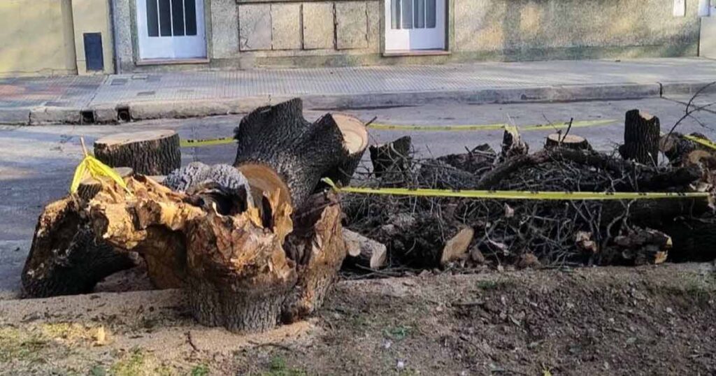 Pedidos de informes por extracciones de árboles en plazas de Parque Chas